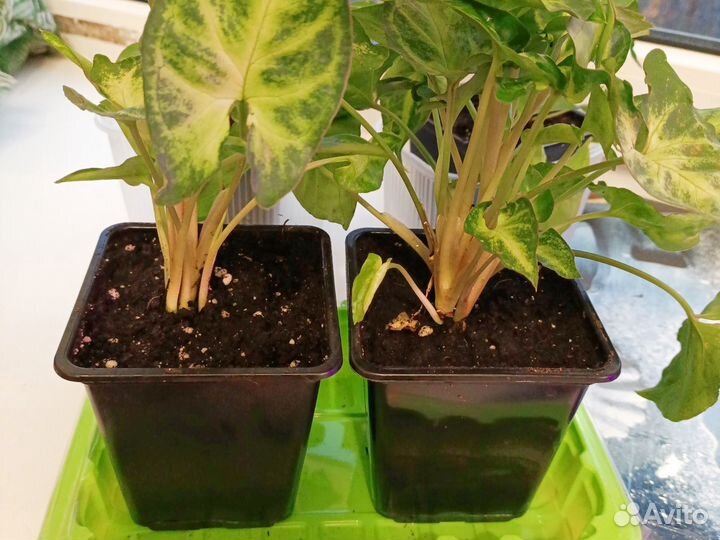 Сингониумы