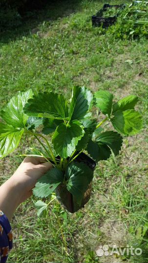 Земляника (клубника) саженцы