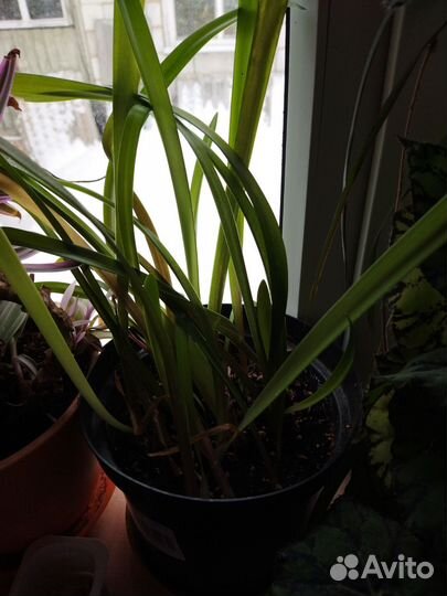 Гиппеаструм красный луковицы, белый семена