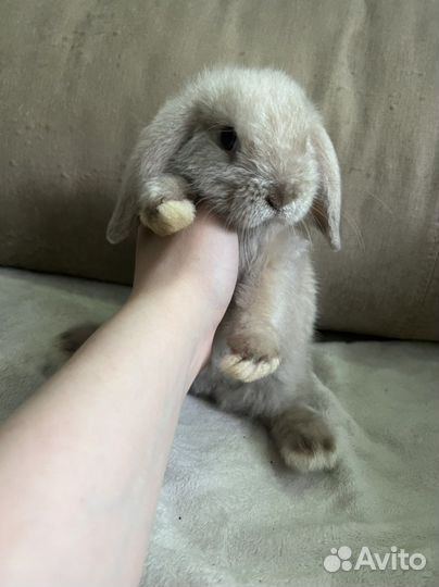 Декоративные кролики