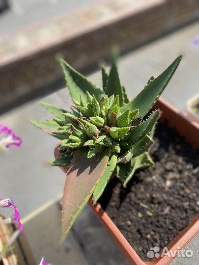 Агава испанская