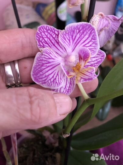 Орхидея Фаленопсис