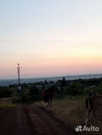 Прокат на лошадях