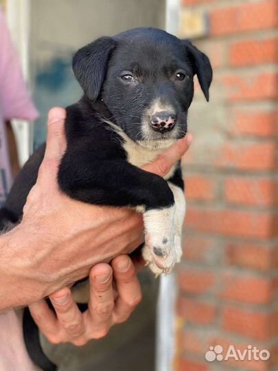 Собачки ищут домВозьмите друга