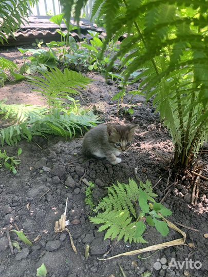 Котята в добрые руки бесплатно