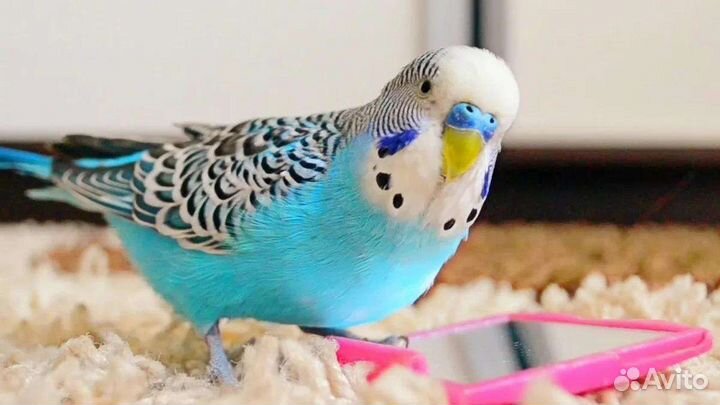 Волнистые попугайчики от заводчика