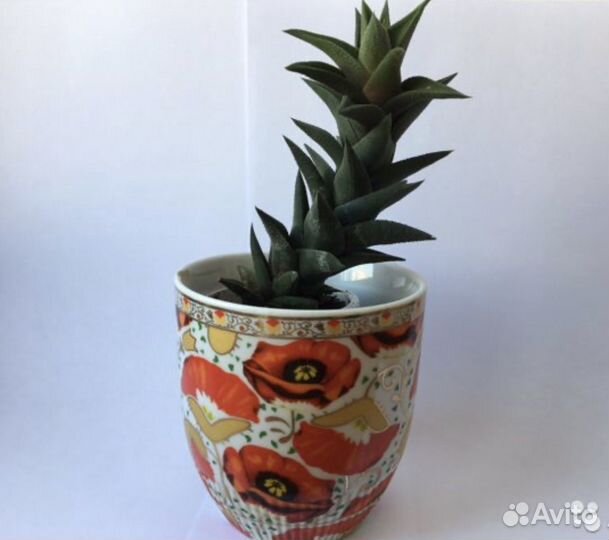 Хавортия извилистая