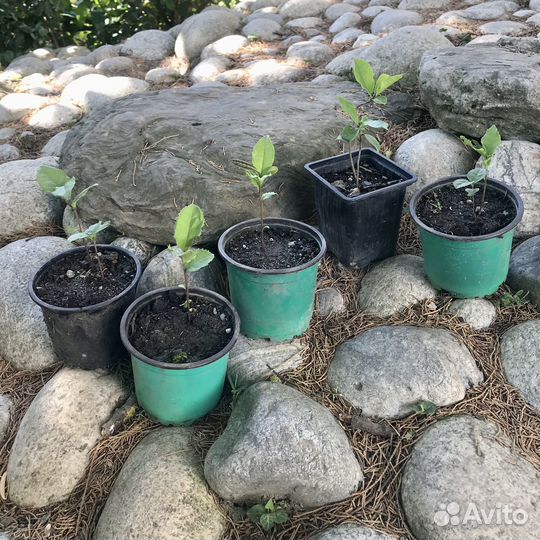 Саженцы чая