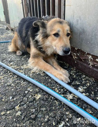 Милена, добрая собака ищет дом