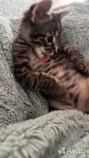 Котенок Марсик