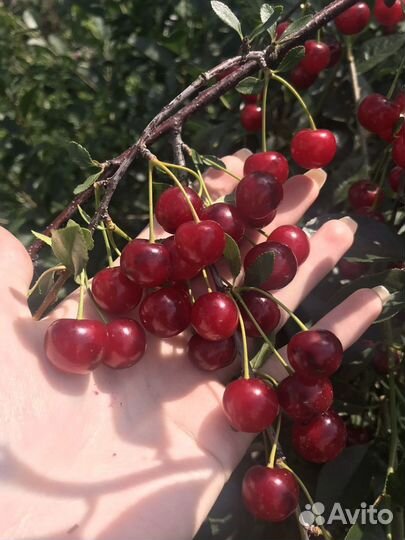 Саженцы вишни