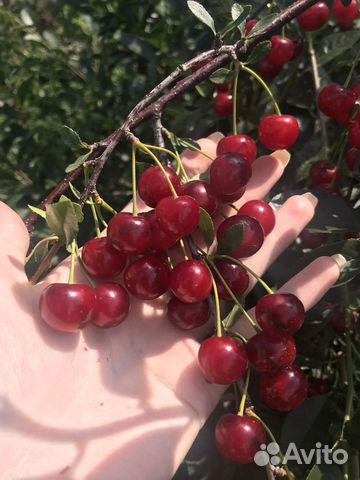 Саженцы вишни