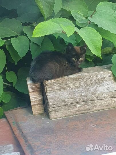 Черный котенок