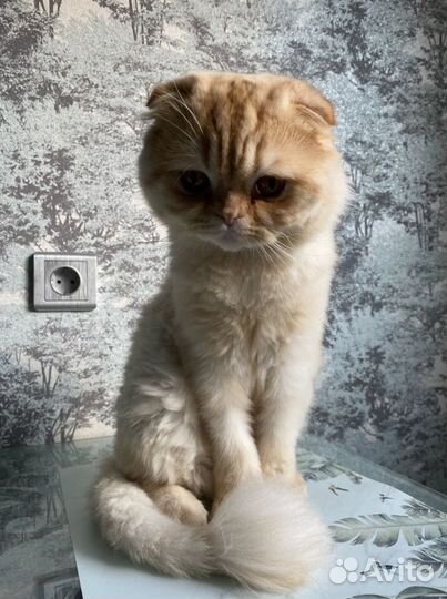 Шотландский вислоухий кот вязка