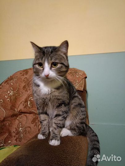 Кошка в дар