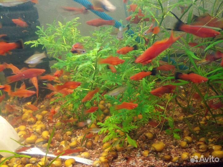 Рыбки, растения