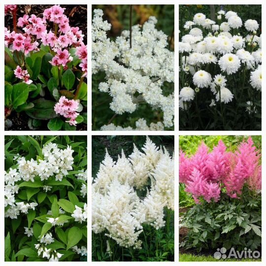 Цветы многолетники