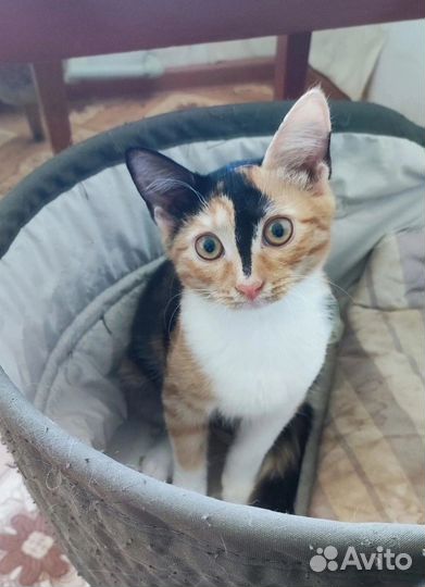 Кошечки 4 мес