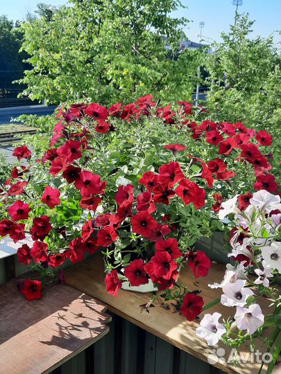 Петуния тайдел вейв