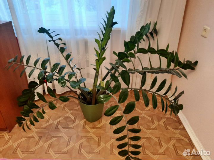 Замиокулькас