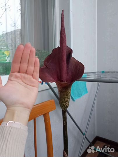 Аморфофаллус