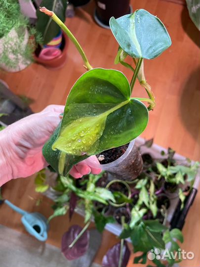 Филодендрон Сканденс Бразил