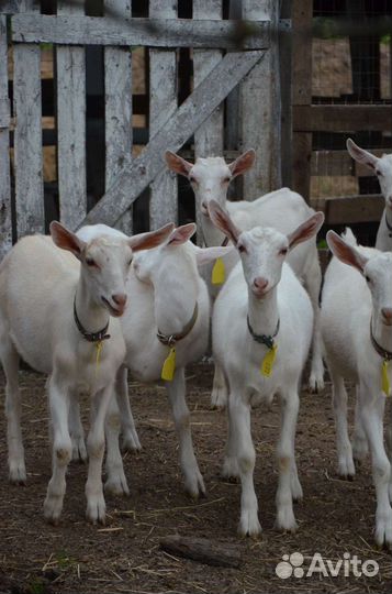 Козочки зааненской породы.Не Дойные