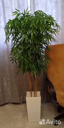 Бамбуковое дерево