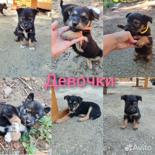 Щенки в добрые руки