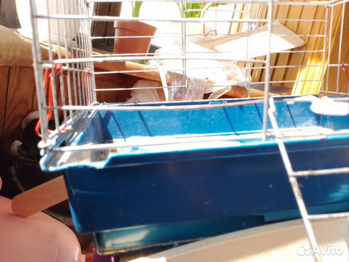 Клетка для морской свинки бу