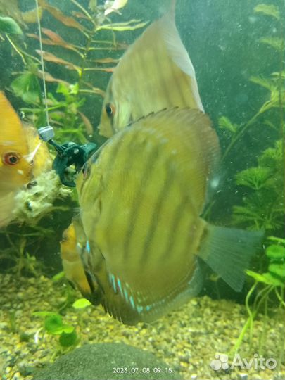 Аквариумные рыбки дискусы