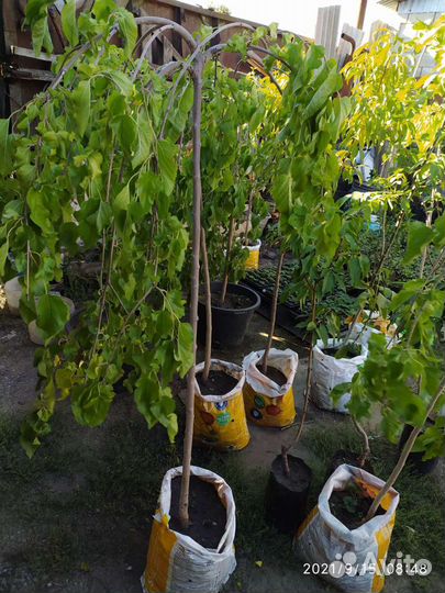 Шелковица на штамбе Тутовник