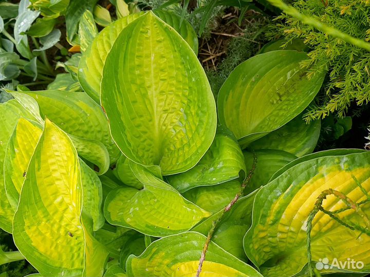 Хосты большого и среднего размера