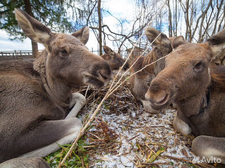 Экскурсия — Кострома — изкостромы— налосиную ферму