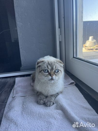 Нашли кота