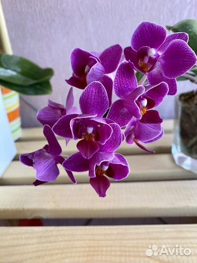 Орхидеи бабочки