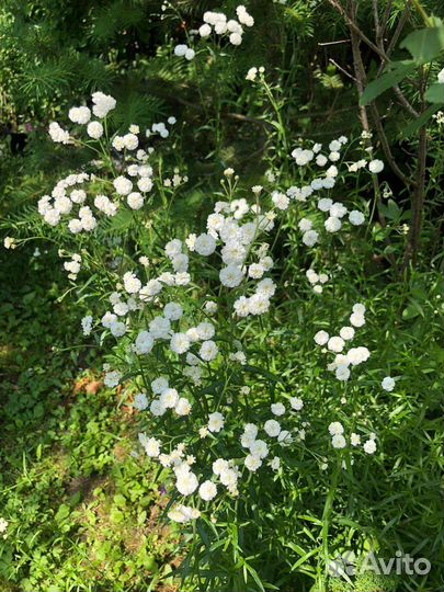 Тысячелистник птармика (Перл или Жемчужница)