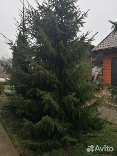Ель настоящая