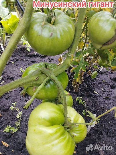 Минусинские сорта