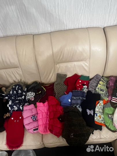 Одежда для маленьких собак