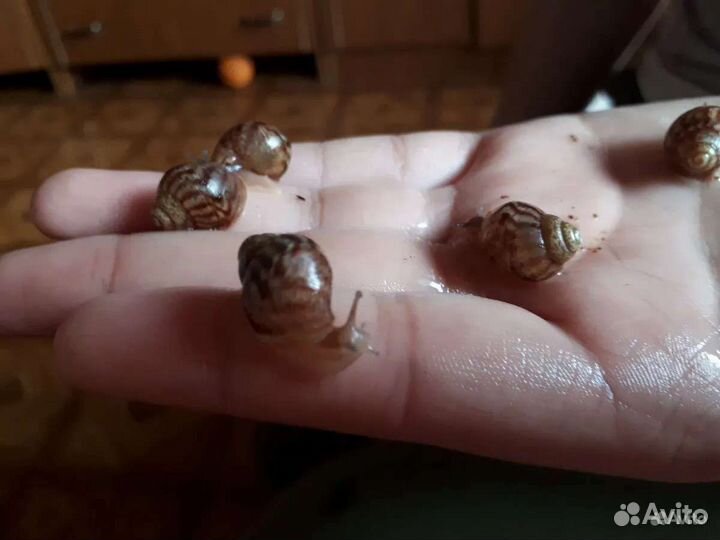 Улитки ахатины бесплатно