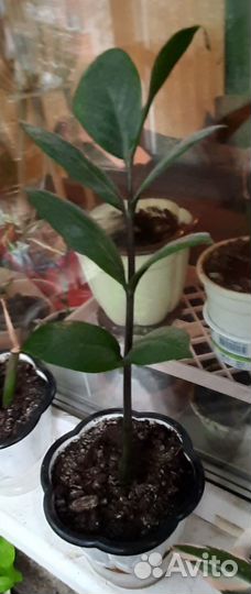 Замиокулькас