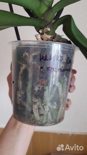 Орхидея фаленопсис