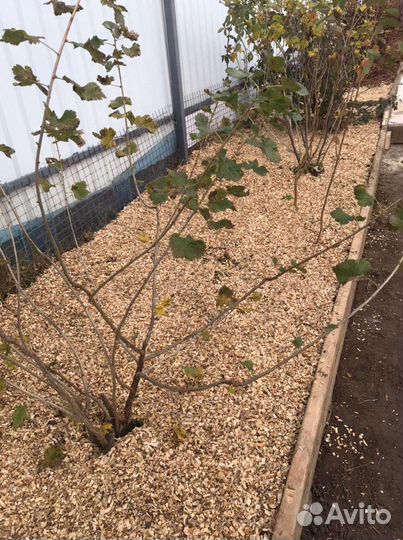 Щепа мульча. Щепа древесная из лиственных пород