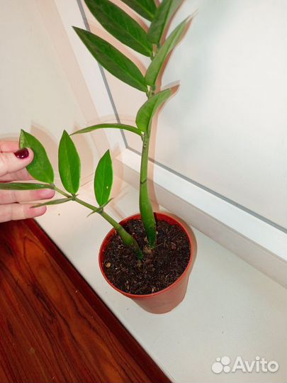 Замиокулькас замифолия