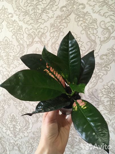 Кротон. Комнатные цветы