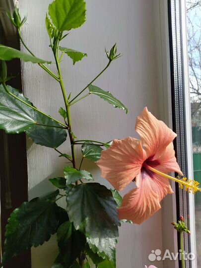 Гибискус китайская роза