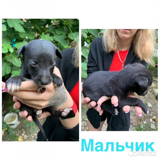 Щенки в добрые руки