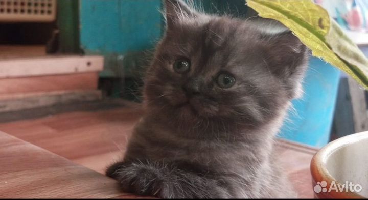 Красавчики британцы