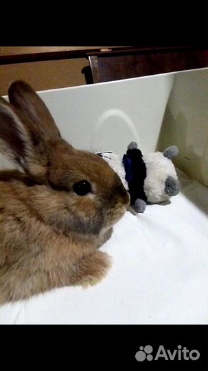 Декоративные кролики